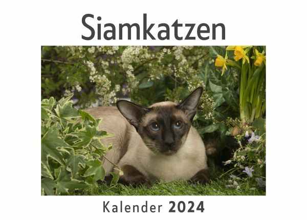 Siamkatzen (Wandkalender 2024, Kalender DIN A4 quer, Monatskalender im Querformat mit Kalendarium, Das perfekte Geschenk)