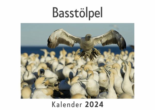 Basstölpel (Wandkalender 2024, Kalender DIN A4 quer, Monatskalender im Querformat mit Kalendarium, Das perfekte Geschenk)