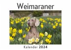 Weimaraner (Wandkalender 2024, Kalender DIN A4 quer, Monatskalender im Querformat mit Kalendarium, Das perfekte Geschenk)
