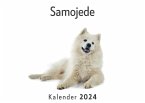 Samojede (Wandkalender 2024, Kalender DIN A4 quer, Monatskalender im Querformat mit Kalendarium, Das perfekte Geschenk)