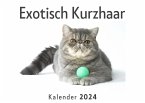 Exotisch Kurzhaar (Wandkalender 2024, Kalender DIN A4 quer, Monatskalender im Querformat mit Kalendarium, Das perfekte Geschenk)