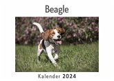 Beagle (Wandkalender 2024, Kalender DIN A4 quer, Monatskalender im Querformat mit Kalendarium, Das perfekte Geschenk)