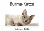Burma-Katze (Wandkalender 2024, Kalender DIN A4 quer, Monatskalender im Querformat mit Kalendarium, Das perfekte Geschenk)