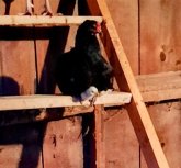 The Pec-Tacular World of Back Yard Chickens (eBook, ePUB) The Pec-Tacular World of Back Yard Chickens (eBook, ePUB)