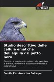 Studio descrittivo delle cellule ematiche dell'aquila dal petto nero