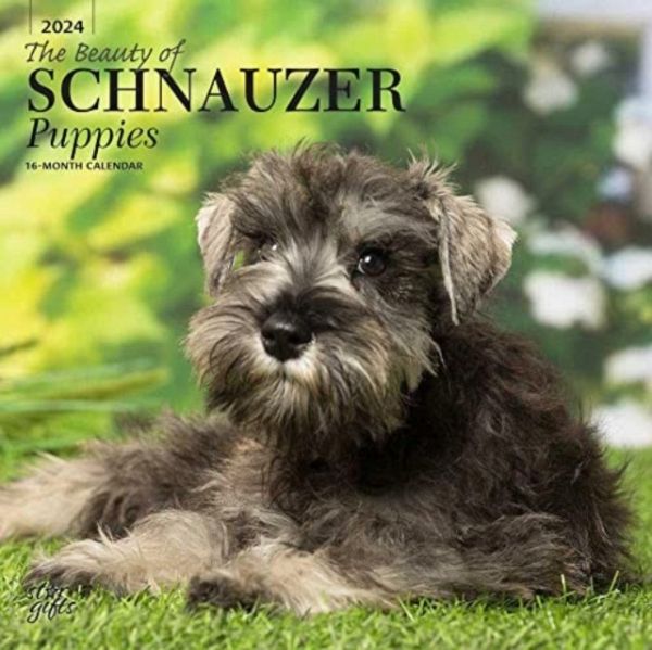 SCHNAUZER PUPPIES THE BEAUTY OF 2024 SQU