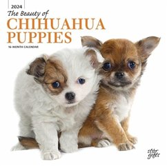 CHIHUAHUA PUPPIES THE BEAUTY OF 2024 SQU