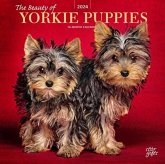 YORKSHIRE TERRIER PUPPIES THE BEAUTY OF YORKSHIRE TERRIER PUPPIES THE BEAUTY OF