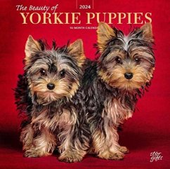 YORKSHIRE TERRIER PUPPIES THE BEAUTY OF
