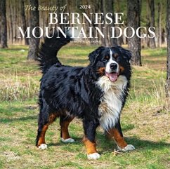 BERNESE MOUNTAIN DOGS THE BEAUTY OF 2024