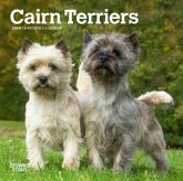 CAIRN TERRIERS 2024 MINI 7X7 CAIRN TERRIERS 2024 MINI 7X7