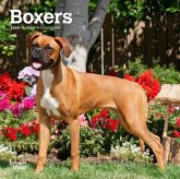 BOXERS INTERNATIONAL EDITION 2024 MINI 7 BOXERS INTERNATIONAL EDITION 2024 MINI 7