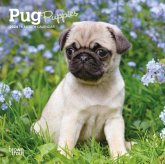 PUG PUPPIES 2024 MINI 7X7 PUG PUPPIES 2024 MINI 7X7