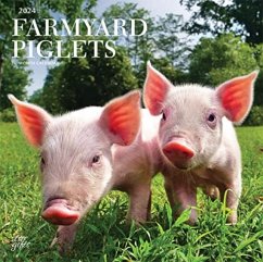 FARMYARD PIGLETS 2024 SQUARE STKR STARGI