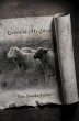 Letters To My Sheep (eBook, ePUB) - Bild 1