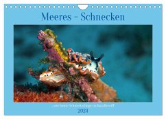 Meeres-Schnecken (Wandkalender 2024 DIN A4 quer), CALVENDO Monatskalender - Calvendo;Niemann, Ute
