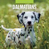 Dalmatians 2024 Square Wall Calendar Dalmatians 2024 Square Wall Calendar