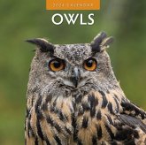 Owls 2024 Square Wall Calendar Owls 2024 Square Wall Calendar