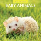 Baby Animals 2024 Square Wall Calendar