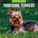 Yorkshire Terriers 2024 Square Wall Calendar