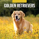 Golden Retrievers 2024 Square Wall Calendar Golden Retrievers 2024 Square Wall Calendar