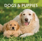 Dogs & Puppies 2024 Square Wall Calendar Dogs & Puppies 2024 Square Wall Calendar