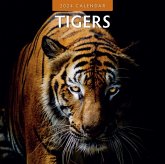 Tigers 2024 Square Wall Calendar Tigers 2024 Square Wall Calendar