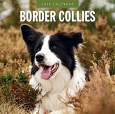 Border Collies 2024 Square Wall Calendar