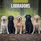 Labradors 2024 Square Wall Calendar