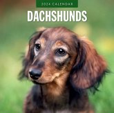 Dachshunds 2024 Square Wall Calendar