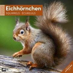 Eichhörnchen Kalender 2025 - 30x30 - Ackermann Kunstverlag