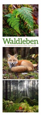 Waldleben - Ein Spaziergang durch heimische Wälder Triplet-Kalender 2025 - Ackermann Kunstverlag