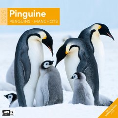 Pinguine Kalender 2025 - 30x30 - Ackermann Kunstverlag