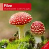 Pilze Kalender 2025 - 30x30 - Bild 1