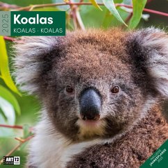 Koalas Kalender 2025 - 30x30 - Ackermann Kunstverlag