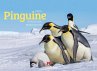 Pinguine Kalender 2025 - Bild 1
