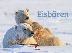 Eisbären Kalender 2025 - Ackermann Kunstverlag