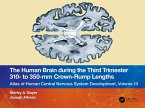 The Human Brain during the Third Trimester 310- to 350-mm Crown-Rump Lengths (eBook, ePUB)