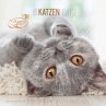 Katzen 2025 - Broschürenkalender 30x30... - Bild 1