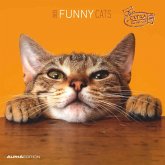 Funny Cats 2025 - Broschürenkalender 30x30 cm (30x60 geöffnet) - Kalender mit Platz für Notizen - Katzen - Bildkalender - Wandplaner - Katzenkalender