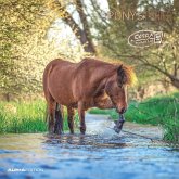Ponys 2025 - Broschürenkalender 30x30 cm (30x60 geöffnet) - Kalender mit Platz für Notizen - Ponies - Bildkalender - Wandplaner - Pferdekalender