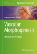 Vascular Morphogenesis (eBook, PDF) - Bild 1