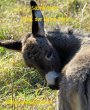 Emil, der kleine Esel (eBook, ePUB) - Bild 1