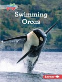 Swimming Orcas