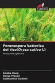 Peronospora batterica del riso(Oryza sativa L)
