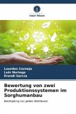 Bewertung von zwei Produktionssystemen im Sorghumanbau