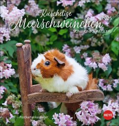 Kuschelige Meerschweinchen Postkartenkalender 2025