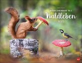 Vadim Trunov: Märchenhaftes Waldleben Posterkalender 2025