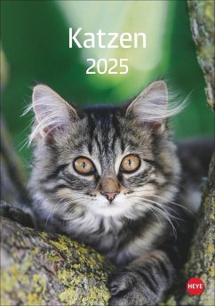 Katzen Kalender 2025