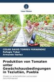 Produktion von Tomaten unter Gewächshausbedingungen in Teziutlán, Puebla